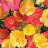 Fruit Crush California Poppy 150 Seeds - Annual - FREE SHIPPING ON ADDITIONAL HIRTS SEEDS ORDERED & PAID WITH ONE PAYMENT!