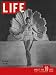 Life Magazine issue dated  April 17, 1944: Cover story is entitled, 