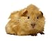 Wallmonkeys Peel and Stick Wall Decals - Hamster4 - Removable Graphic