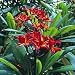 Frangipani Plumeria Rubra Mix 6 Seeds