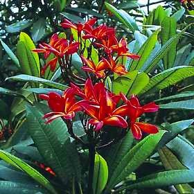 Plumeria Rubra