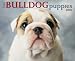 PUPPIES: Bulldog 2009 Wall Calendar 13 X 10.5