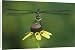 Canvas Prints of Blue Dasher, Pachydiplax from Danita Delimont