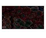 08177 Netz 04 Art Giclee Poster Print by andreas kovar, 20x24