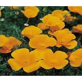 CALIFORNIA POPPY ORANGE...