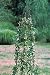 GAP Garden Products Medium Classic Climbing Column