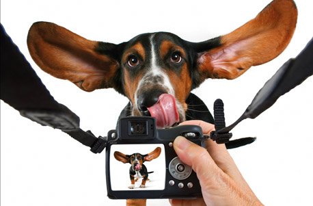 Produkt-Bild: Hunde-Fotoshooting