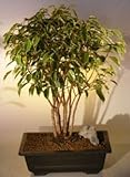 Ficus Bonsai Tree<br>Forest Group - Variegated<br><i>(ficus benjamina)</i><br>