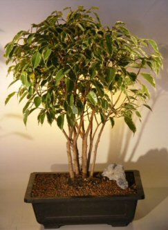 Ficus Bonsai Tree<br>Forest Group - Variegated<br><i>(ficus benjamina)</i><br>