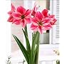 Amaryllis Gervase