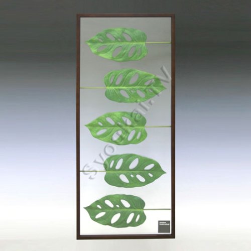F-style リーフパネル・Monstera friedrichsthalii モンステラリードリヒスターリ　4枚 570x1375x30mm 