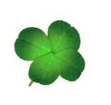 Clover - 24