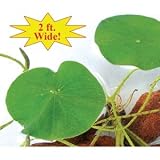 Giant Lily Pad