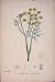 Fennel Plant Flower Colour Old Fine Art C1878 Print