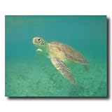 Green Ocean Sea Turtle Animal Wildlife Wall Picture 16x20 Art Print