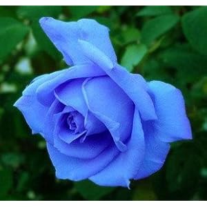 Blue Roses Spectacular unique color, blue roses, rose seeds.
