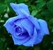 Blue Rose Seeds! 5 Seeds! Blue Rose Seeds! 5 Seeds!