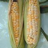Organic Seeds - Corn Double Standard Organic