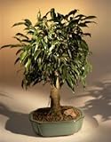 Oriental Ficus Bonsai Tree - Large Size<br><i>(ficus benjamina 'orientalis')</i>