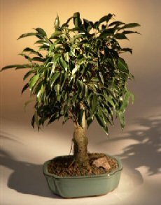 Oriental Ficus Bonsai Tree - Large Size<br><i>(ficus benjamina 'orientalis')</i>