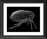 Framed Prints of Cat flea, artwork from Science Photo Library