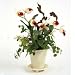 Cream Burgundy Cattleya Orchid