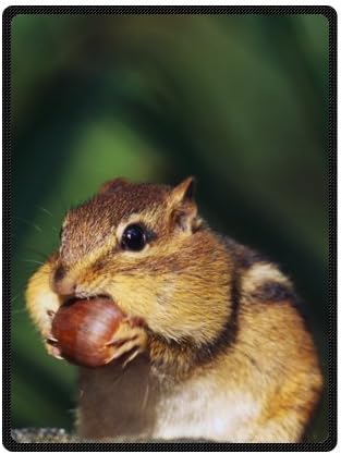 Chipmunk Fleece Plush Blanket 58" x 80"(Large) Unique Design