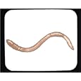 Mouse Pad with annelid, worm, segmented, earthworm, rmask, invertebrate, animal