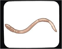 Mouse Pad with annelid, worm, segmented, earthworm, rmask, invertebrate, animal