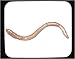 Mouse Pad with annelid, worm, segmented, earthworm, rmask, invertebrate, animal