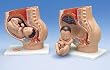 3B Scientific Pregnancy...