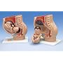 3B Scientific Pregnancy Pelvis,3 part