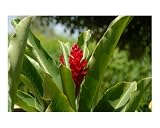 Grand Cayman Flora: Red Ginger Lilly Emerging Artists Photographic Poster Print by Ron Scott, 20x16