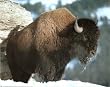 Wild Bison (In Snow) Photo Print Poster - 13x19