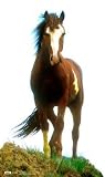 Mustang Horse Lifesize Cardboard Standup