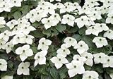 Blütenhartriegel, japan. - Cornus kousa var. Chinensis - Samen