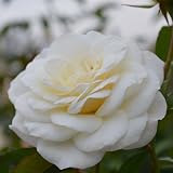 バラ苗 ファビュラス！国産新苗植え替え6号スリット鉢 フロリバンダ(FL) 四季咲き中輪 白系