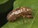 Periodical Cicada Exoskeleton Photographic Poster Print