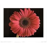 Pink Gerbera Daisy (Color Close-Up) Art Poster Print - 13x19