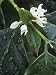 Flowers of Coffee, Coffea Arabica Photographic Poster Print by David Sieren, 12x16