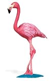 Safari: Flamingo