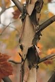 Platanus occidentalis: American Sycamore Seeds