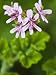 Pink Heart-Leaf Geranium Flower Close-Up Photographic Poster Print by James Forte, 24x32