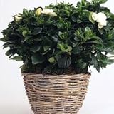 Outdoor Living : Gardenia