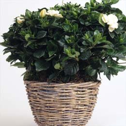 Buy Gardenia online at Discounted New and Used prices. Delivered to your door with Off-The-Bookshelf.