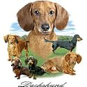Dachshund Adult T-Shirt