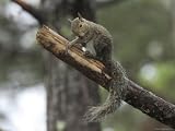 Gray Squirrel Cleans Itself Photographic Poster Print by George Grall, 12x9