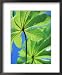 Backlit Leaves, Barro Colorado Island, Panama Framed Art Poster Print by Christian Ziegler, 18x22