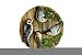 Multiple Birds Garden Stone