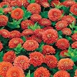 Zinnia Seeds - Zinnia Dreamland Coral Hybrid